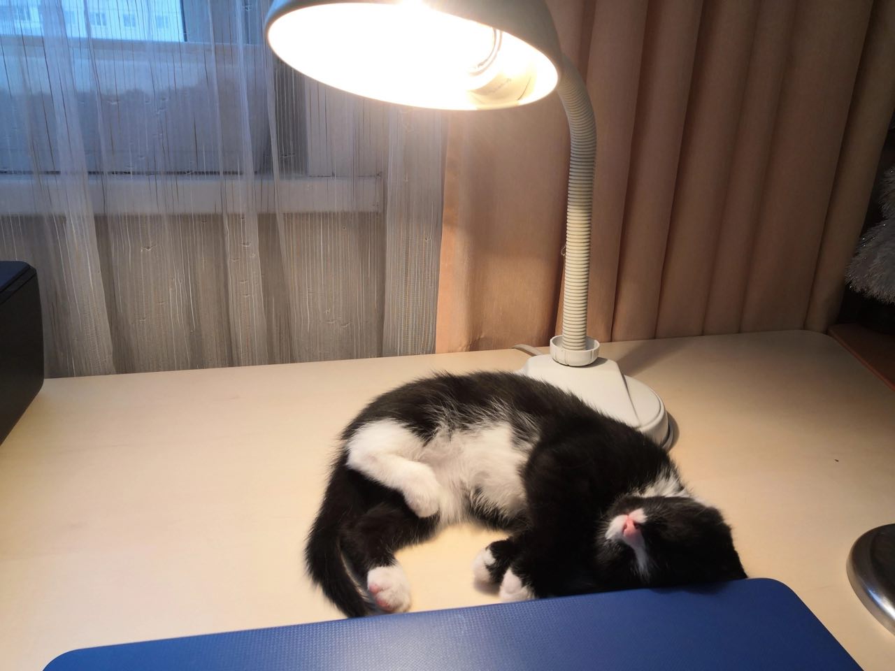 Котёнок на столе