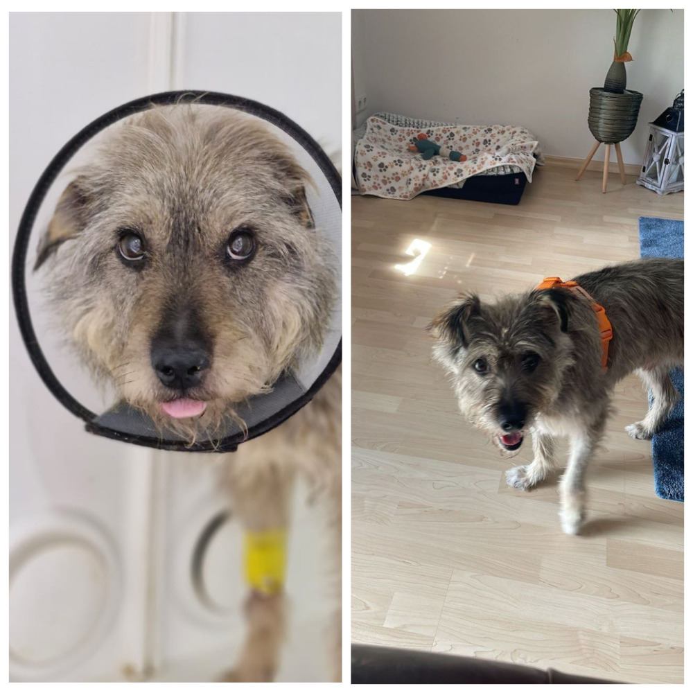 Собака на природе