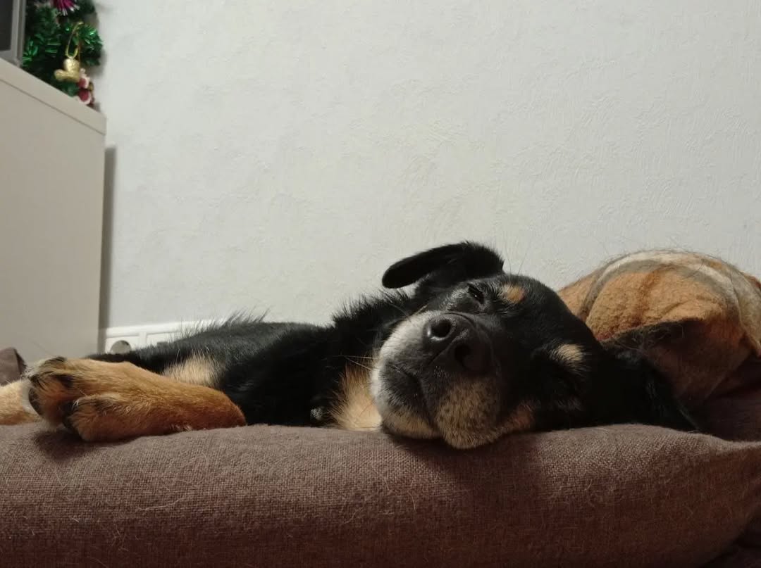 Собака на диване